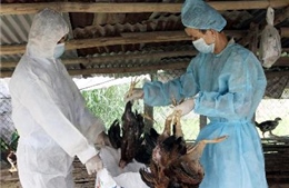 Lào Cai tuyên bố dịch cúm A/H5N1 